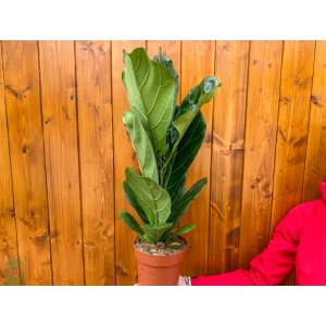 Fikus lýrovitolistý (Ficus lyrata) - výška 60-70 cm, kont. C3L 